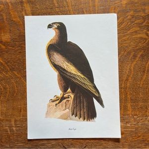 Vintage Audubon Birds of America Lithograph Print, Bald Eagle